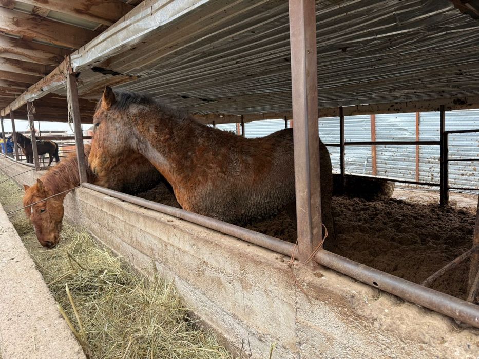 ЖЫЛҚЫ СОҒЫМҒА  3-4-5 жасарлар. Семіз