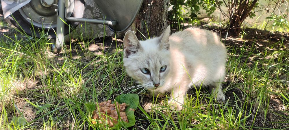Кошечка ищет добрые руки и теплый дом