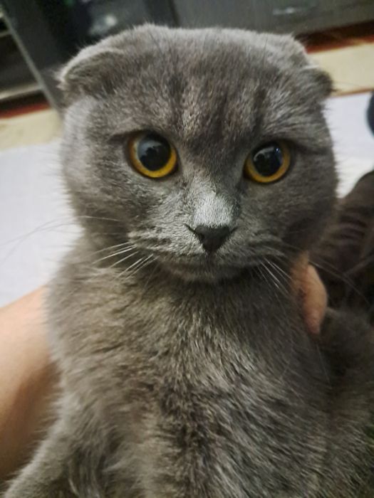 Мушуклар сотилади скотш фолд
