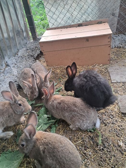 Кролики  продаются.