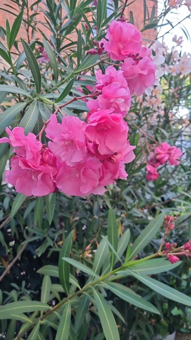 Олеандър Зокум Лян / Nerium oleander,