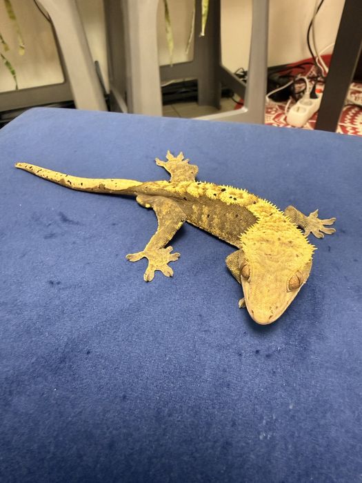 Gecko Crestat Mascul