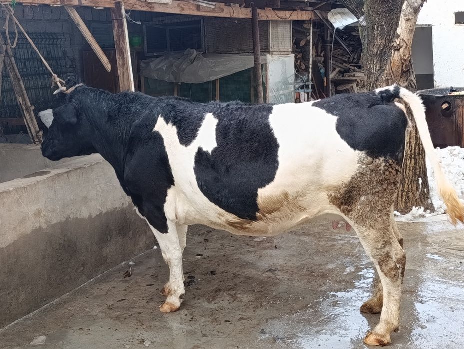 Rasiskiy yetu bogʻoz sigir sotiladi