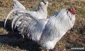 Принимаем заказы на цыплят Амераукана