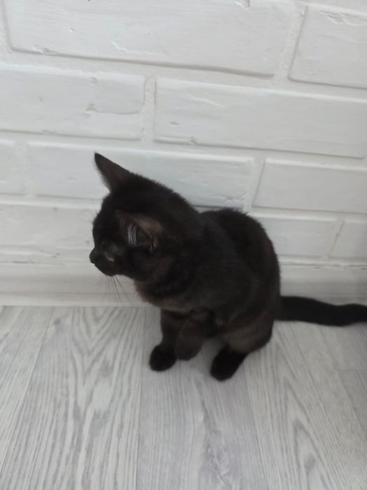 Отдам котенка, 4 месяца