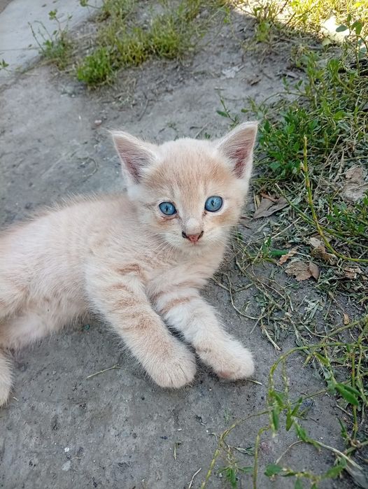 Отдам котенка!!!