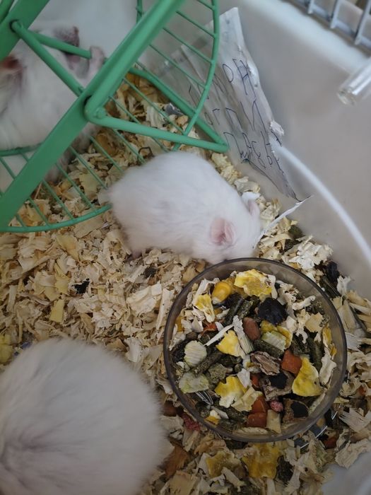 Хамстери албинос