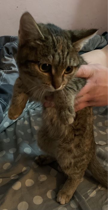 Отдам двух кошек