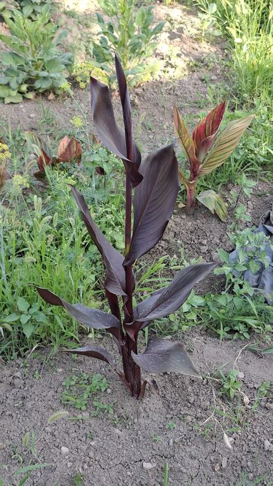 Канна черная Black Wonder