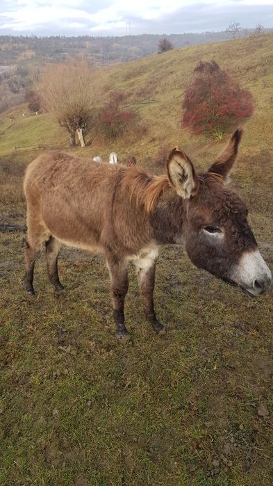vând pui de magarita masculi și femele, magarite cu pui