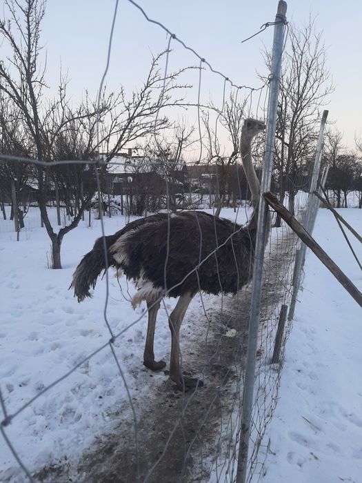 De vânzare strut african