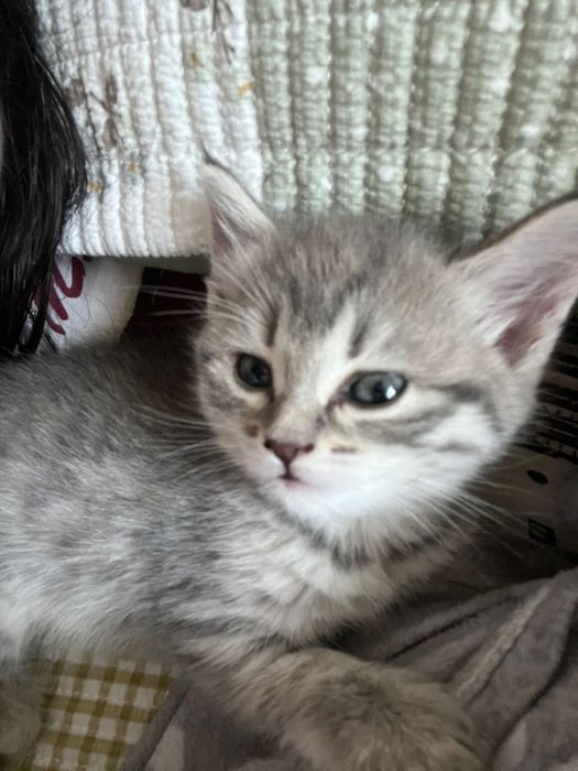 Срочно продам котёнка девочку
