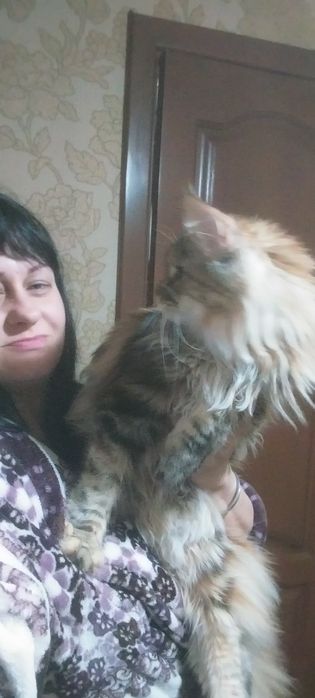 Котята Мейн куны