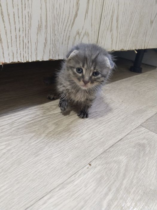 Отдаю Котят Бесплатно Сергели