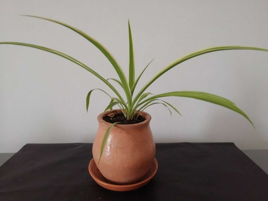 Традесканция Рео, папоротник , роза розовая для сада