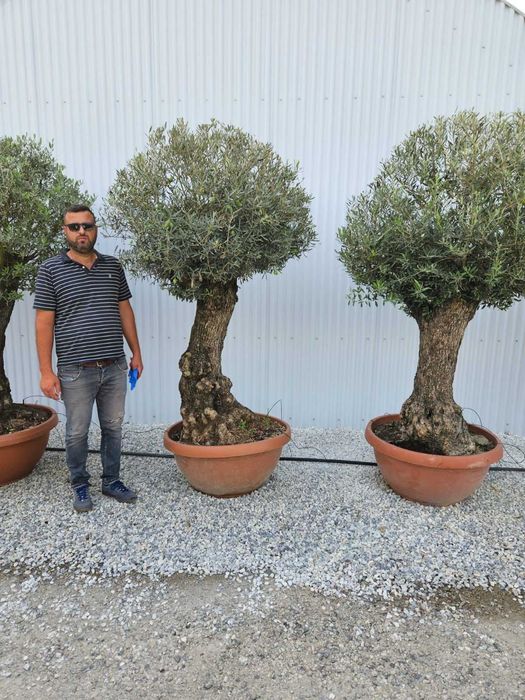 Maslin Secular Olea Europeea