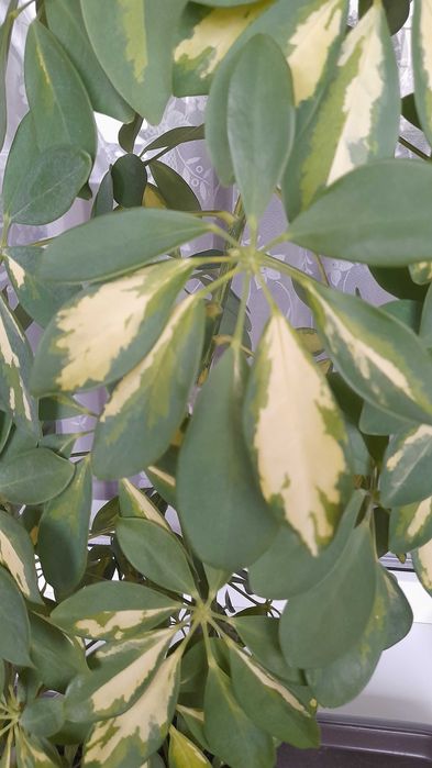 Продам цветок Шефлера