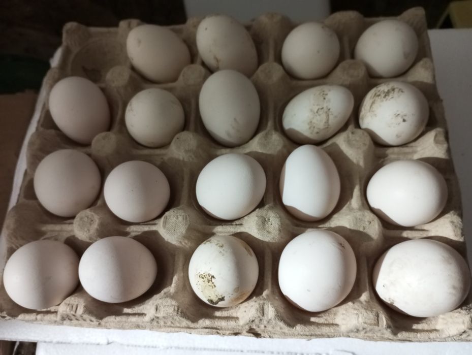 Oua incubat proaspete de la pasarile din imagine!