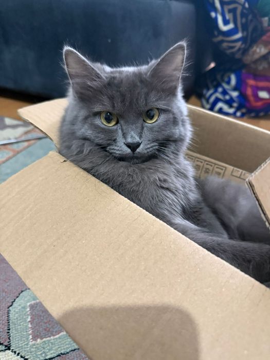 Пропал кот в алмалинском районе