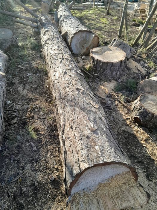 Борови mрупи Ф 350 mm и Ф450 mm