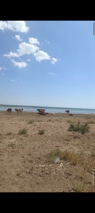 Сиырлар сатылады