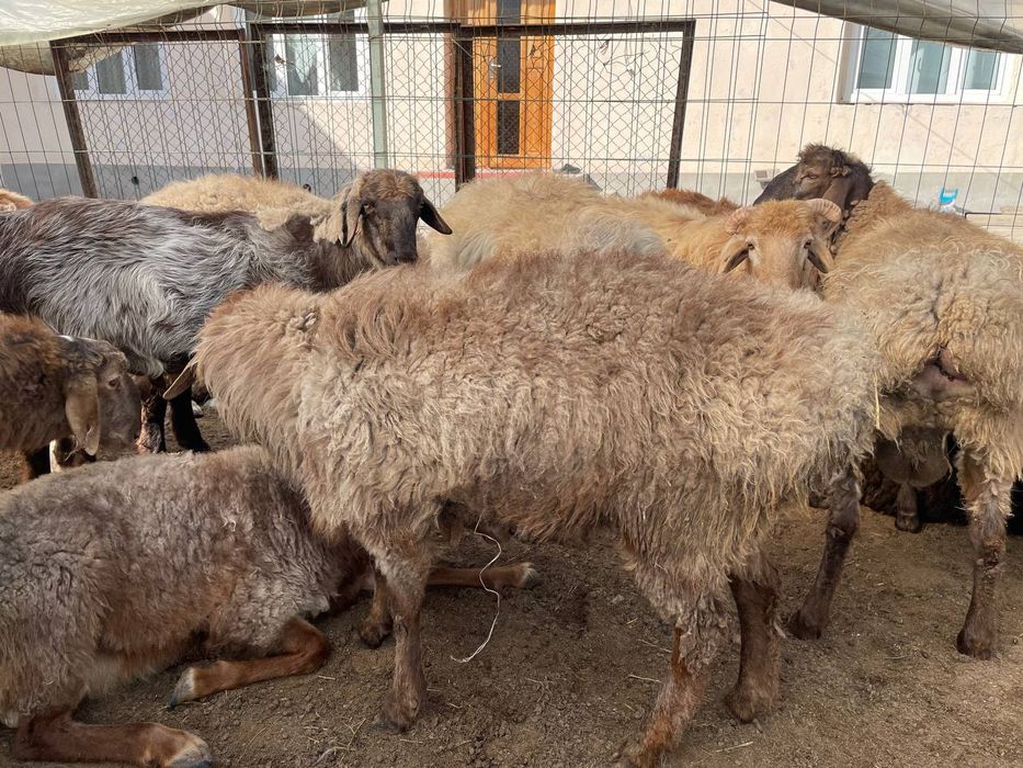 Qo'yla Sro'chna sotlad