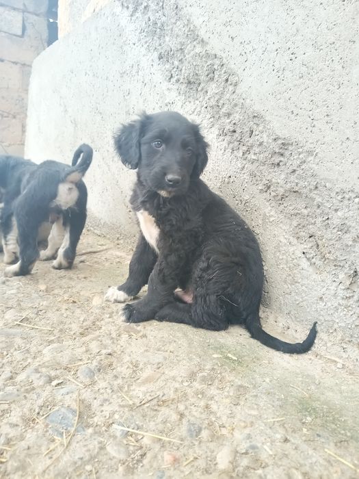 Продам ШЕНЬКОВ порода Тайған