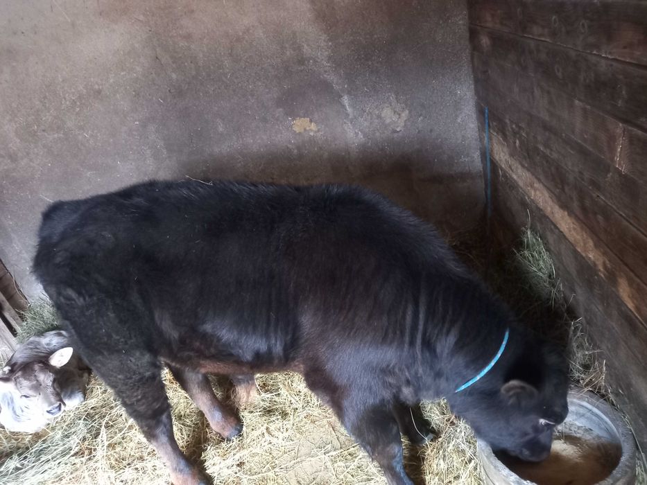 Vițel Angus de vânzare