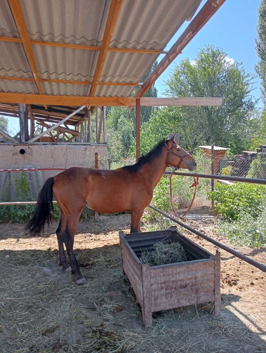 Таза қанды жылқлар