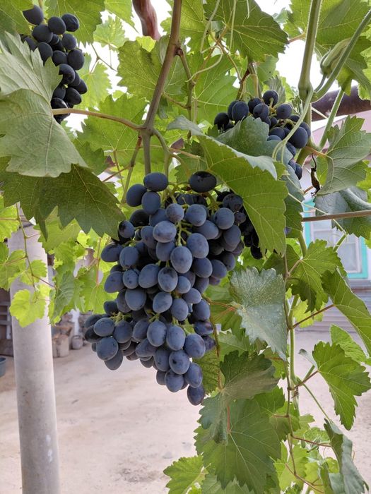 Продам виноград