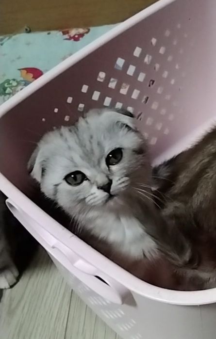 Скоттиш фолд. Две девочки.