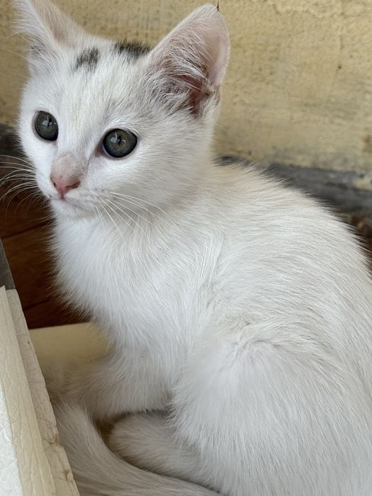 Котята ищут любящих хозяев