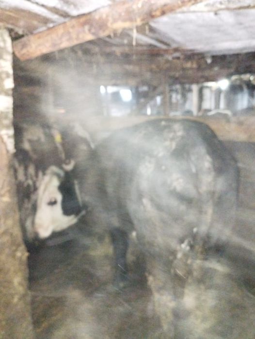 Продам двух быков с откормки