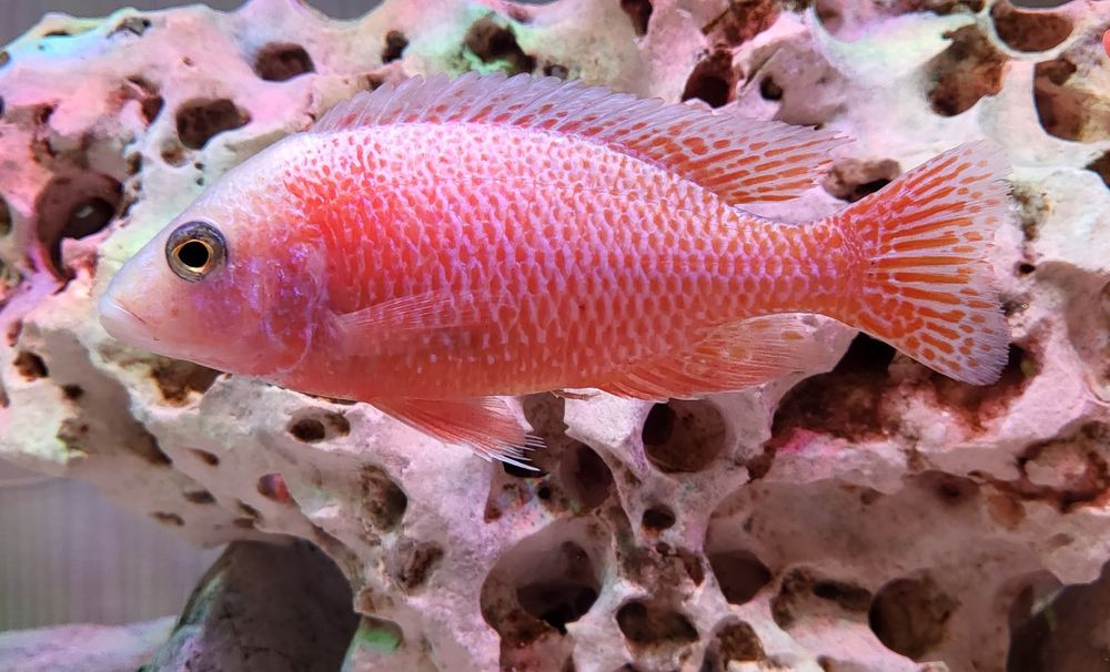 Vand Ciclide africane