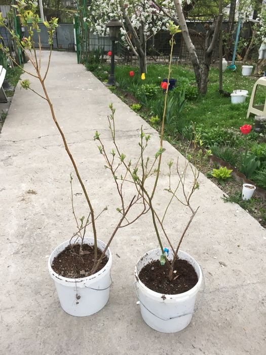 Саженцы голубики