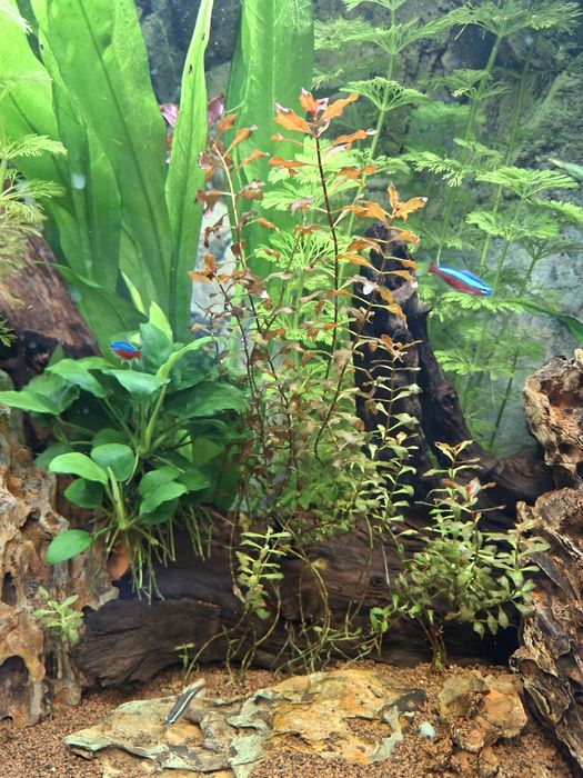 Acvariu Eheim Aquapro 126 l