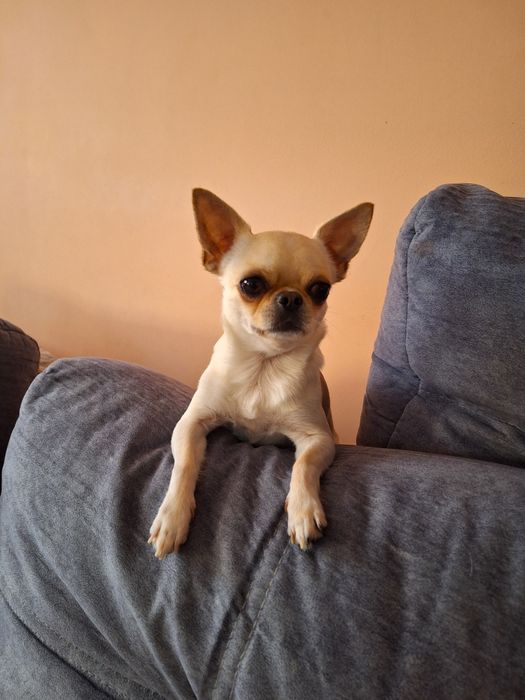 Вязка чихуахуа  молодой кабель