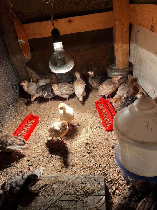 Домашни пуйчета на 40 записване