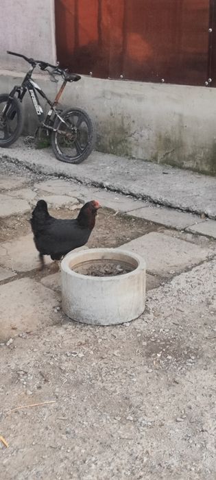 Хотлятый бордят кур