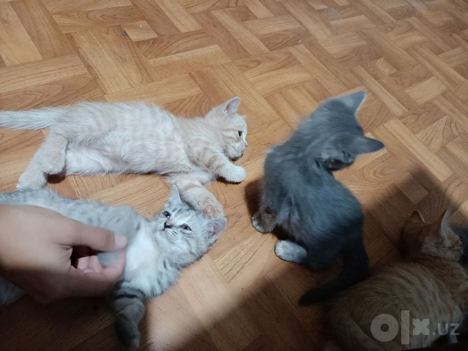 Отдам даром кошечек