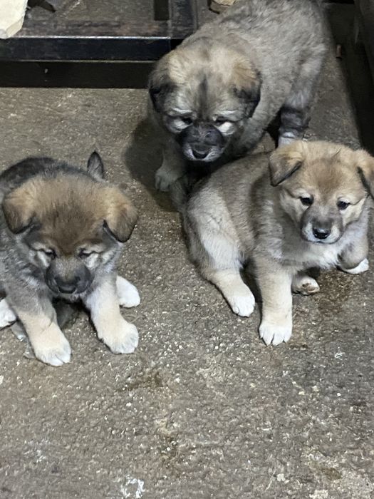 Щенки, больше месяца. Находятся в Астане, р-н Лесозавода
