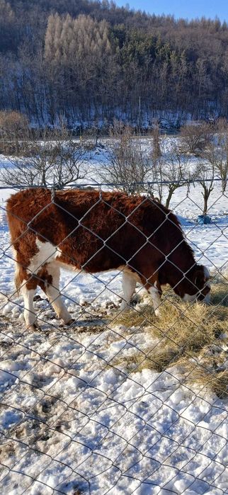 Vind o juninca gestanta în luna 4 și o vitea de 6 luni (si separat)