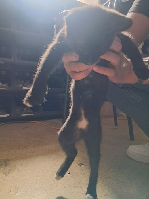 Отдам котят в хорошие руки