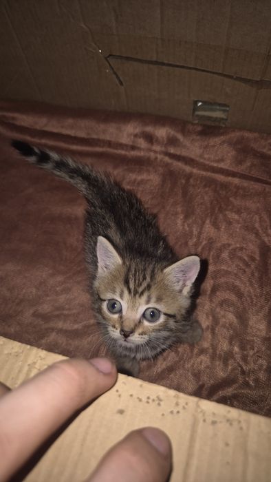 Отдадим котят в добрые руки !