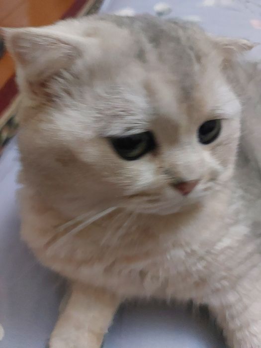 Шиншила куёвга келин керак