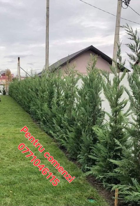 Vând leylandi și piatră naturală