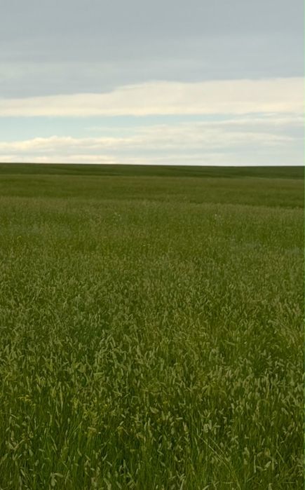 Сено шоп житняк .