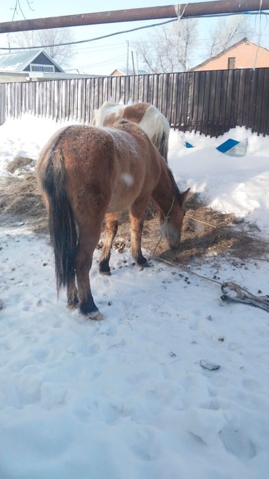 Продам 3 годовалого жеребца