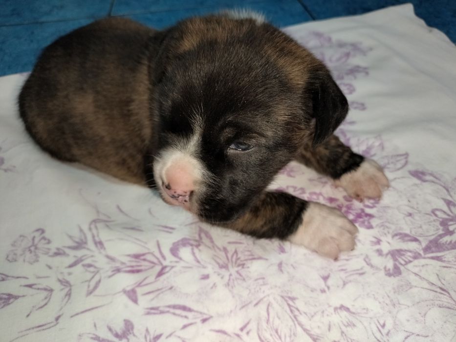 Щенок стаффордширский терьер