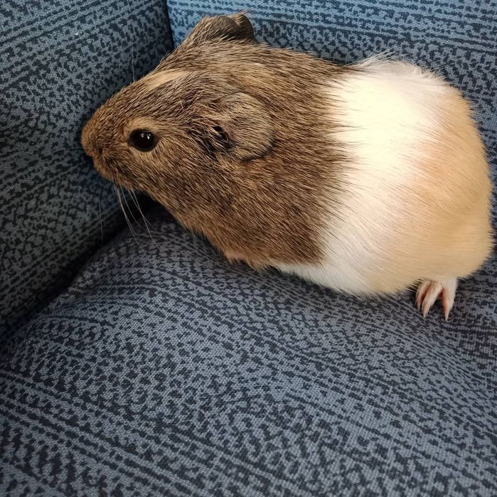 В продаже морская свинка
